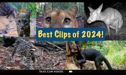 Best Trail Cam Wildlife of 2024 – Mountain Lions, Ocelots & the Carolina Woods