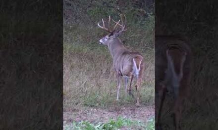 Big Buck Blows up Close! Hold Your Breath and Don't Move a Muscle!