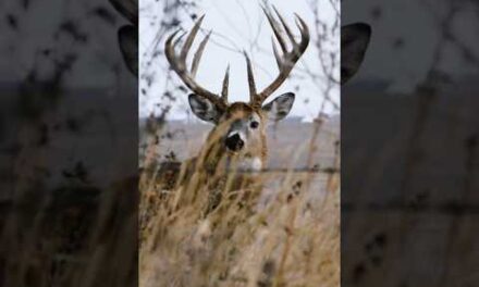 Big Buck Coming Right At You, 10 Yards From A 177” MEGA #hunting