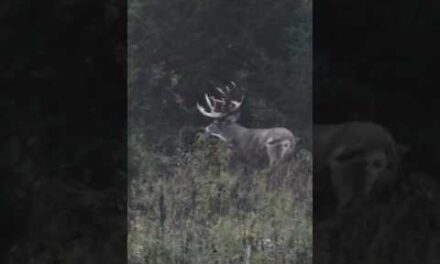 Biggest Buck We’ve Ever Filmed, Free Range 250”+ Deer #shorts #hunting #deerhunting