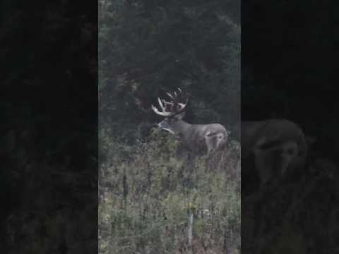 Biggest Buck We’ve Ever Filmed, Free Range 250”+ Deer #shorts #hunting #deerhunting