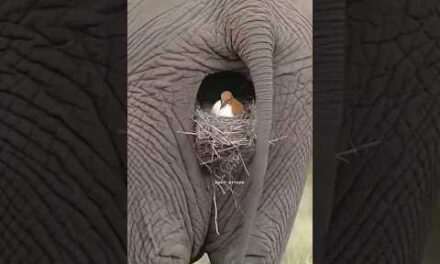 Birds Build Nests More Advanced Than Humans || #facts #factshort