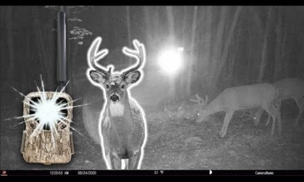Can DEER See Flash From NO GLOW Trail Cameras?