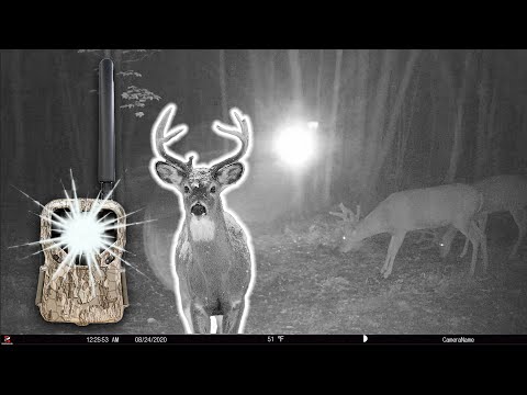 Can DEER See Flash From NO GLOW Trail Cameras?