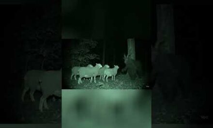 Creepy New Jersey Devil sighting caught on trail cam at night  #creepyvideo #trailcamfootage #animal