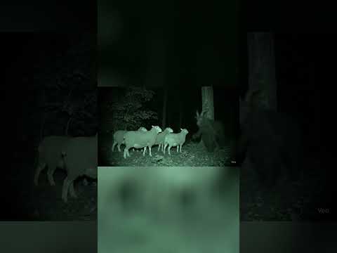 Creepy New Jersey Devil sighting caught on trail cam at night  #creepyvideo #trailcamfootage #animal