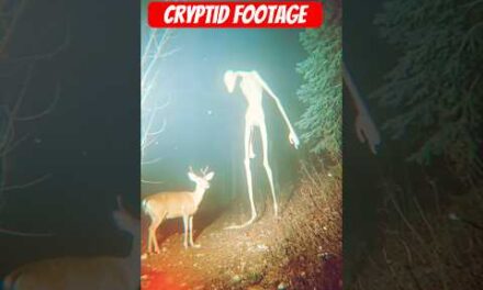 Cryptid Sighting: Unexplained Creature Caught on Trail Cam