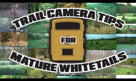 Don Higgins – Trail Camera Tips for Mature Whitetails