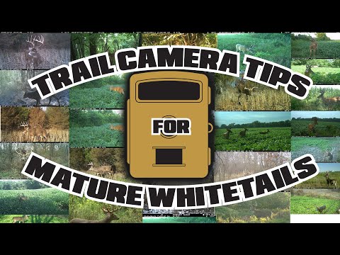 Don Higgins – Trail Camera Tips for Mature Whitetails