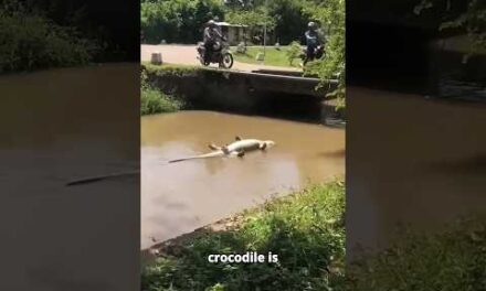 Don't Fall for This Crocodile's TRICK! 😳