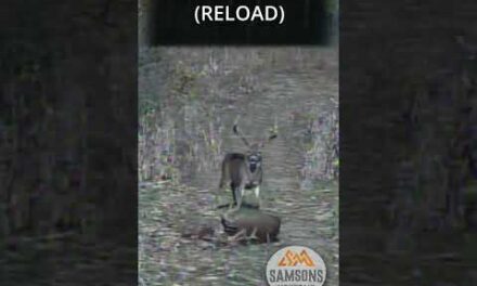 Front Deer Back Deer