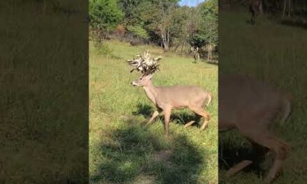 Giant droptine buck !! #antlers #deerstags #deerhunting #livestream #deerhunt #hunting #deerhunter