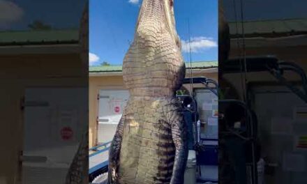 GIANT Gator! #florida #gatorhunting #viral #viralshort #viralvideo #viralshorts #fyp #fypシ