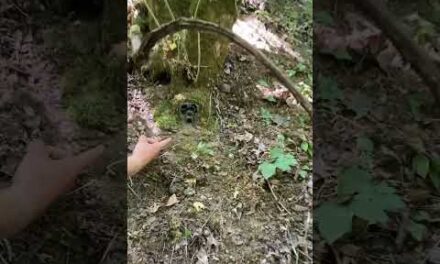Hiding cameras on the PUBLIC LAND| subscribe to see more video coming soon! #hunting