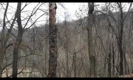 Hiding trail cameras from theives and trespassers.