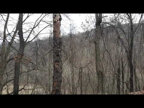 Hiding trail cameras from theives and trespassers.