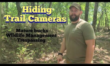 Hiding Trail Cameras | KOAM Outdoors Strategies