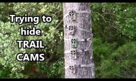 Hiding TRAIL CAMS from People and Deer