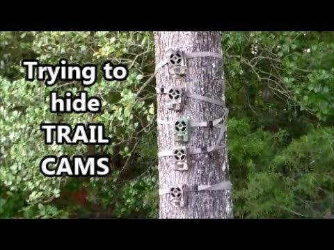 Hiding TRAIL CAMS from People and Deer