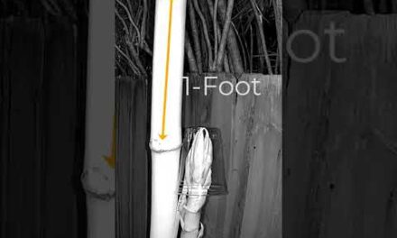How fast does bamboo grow in a day