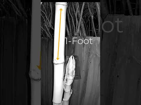How fast does bamboo grow in a day