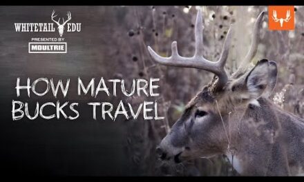 How Mature Bucks Travel | Whitetail EDU