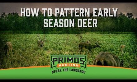 How to Pattern Deer With Trail Cameras in the Early Season