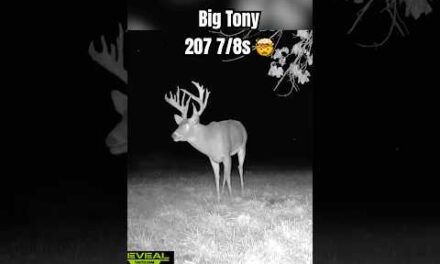 Josh Bowmar’s Giant 208” buck on trail camera 🤯 #deer # 200inches #bigbuck #iowa #whitetails