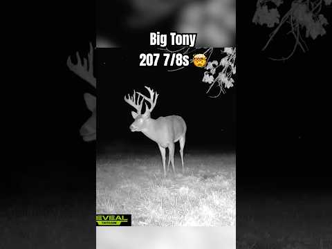 Josh Bowmar’s Giant 208” buck on trail camera 🤯 #deer # 200inches #bigbuck #iowa #whitetails