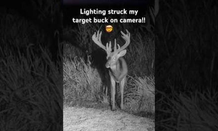 Lighting strikes my deer on camera!!😳🤯 #deer #lightning #wildlife