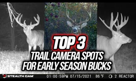 Move Your Trail Cameras NOW! (Best Spots for Early Season Bucks)