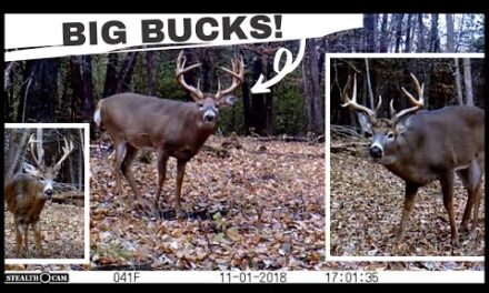 My 10 BEST Whitetail Deer Buck Clips | Trail Cam Videos