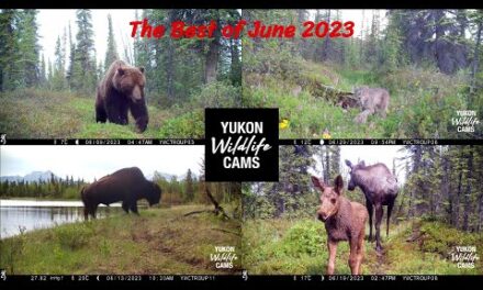 My Best trail cam videos of June 2023
