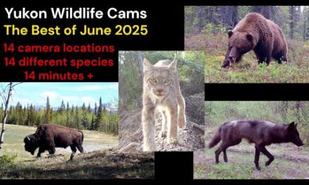 My best trail cam videos of June 2025