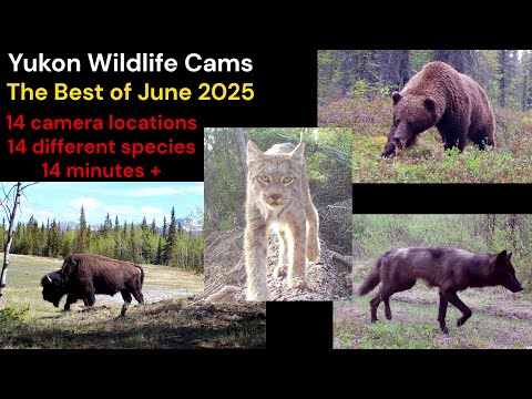 My best trail cam videos of June 2025