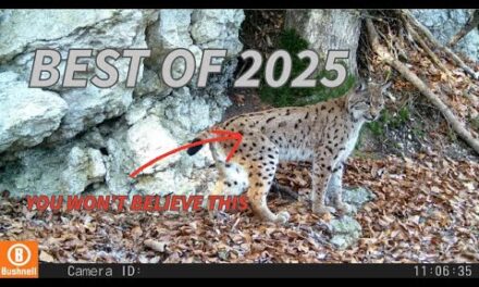 My Best Trail Camera Videos | 2025