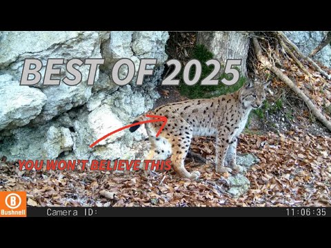 My Best Trail Camera Videos | 2025