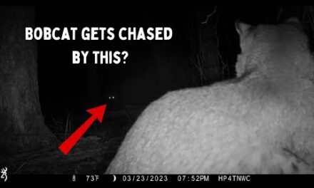 My Top 10 Trail camera videos!  #trailcamera  #animals #nature