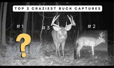 My Top 3 Craziest Whitetail Buck Trail Cam Captures!