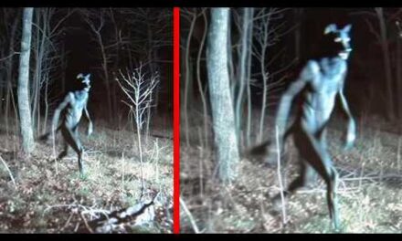 Mysterious Moments Caught On Trail Cam That Remain Unexplained
