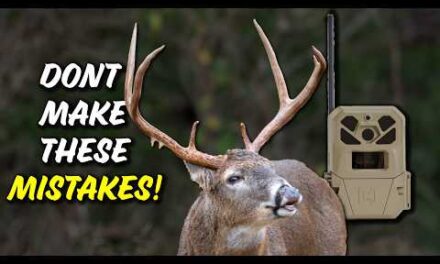 Place your trail cams like this to locate bucks!