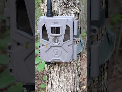 problem with Bushnell trail cameras