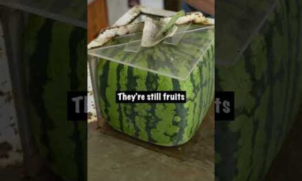 Square Watermelon Timelapse