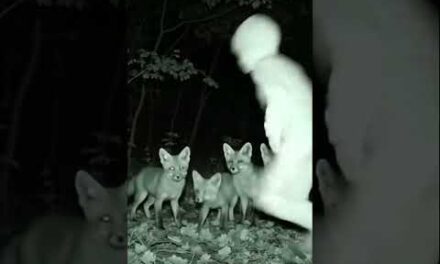 Strange figure caught running across a trail cam at night, startling a family of foxes  #creepyvideo