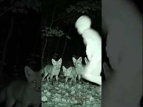 Strange figure caught running across a trail cam at night, startling a family of foxes  #creepyvideo