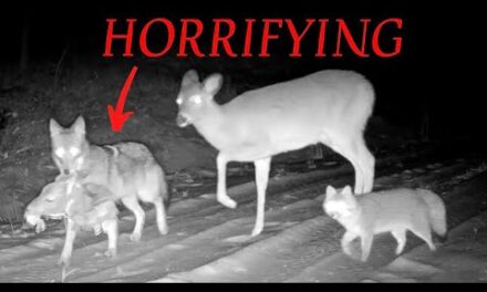 The 50 Craziest Trail Camera Videos of 2025 (In Order)