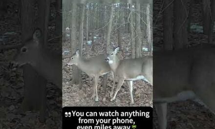 The best Cellular trail camera of 2025-Get closer in the wild anytime anywhere！#Voopeak #trailcamera