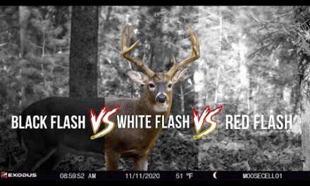 The Differences in Trail Camera Flash Types