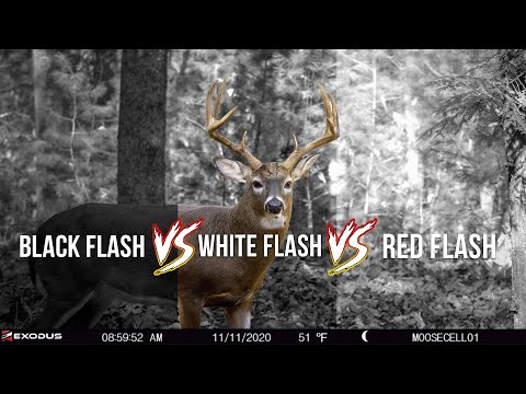 The Differences in Trail Camera Flash Types