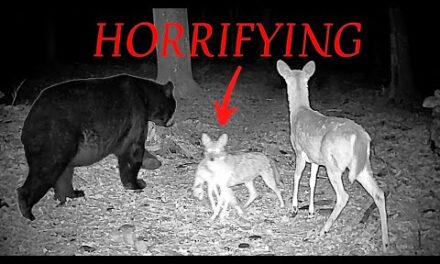 The Greatest Trail Camera Videos (Best of 2025)
